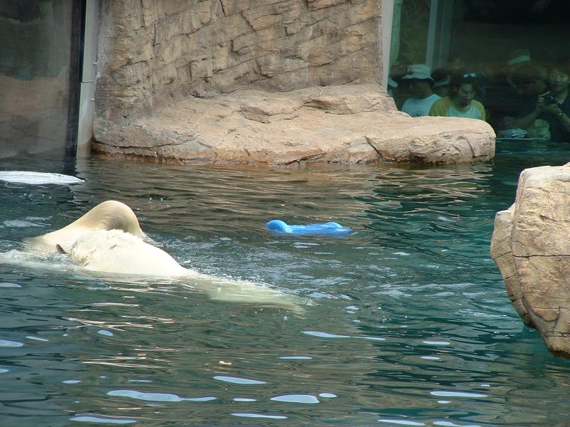 Polar Bear at the San Diego Zoo
