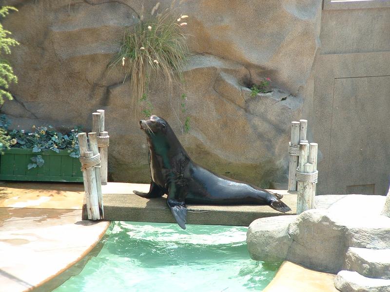 Sea lion, wegeforth bowl, San Diego Zoo