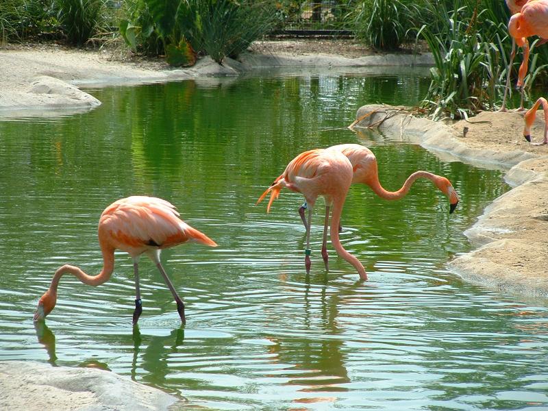 Flamingos - San Diego Zoo