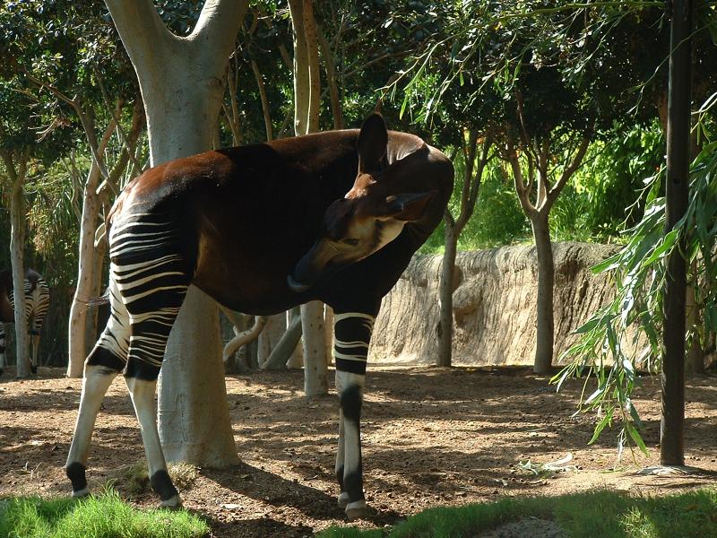 Okapi - San Diego Zoo