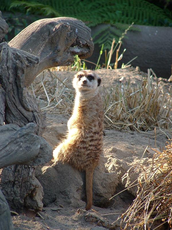 Meerkat - San Diego Zoo