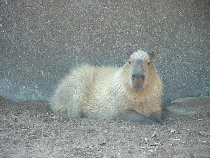 Takin at the San Diego Zoo