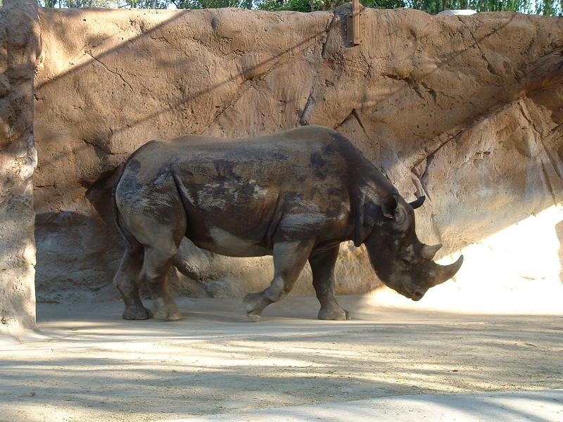 Rhinoceros - San Diego Zoo