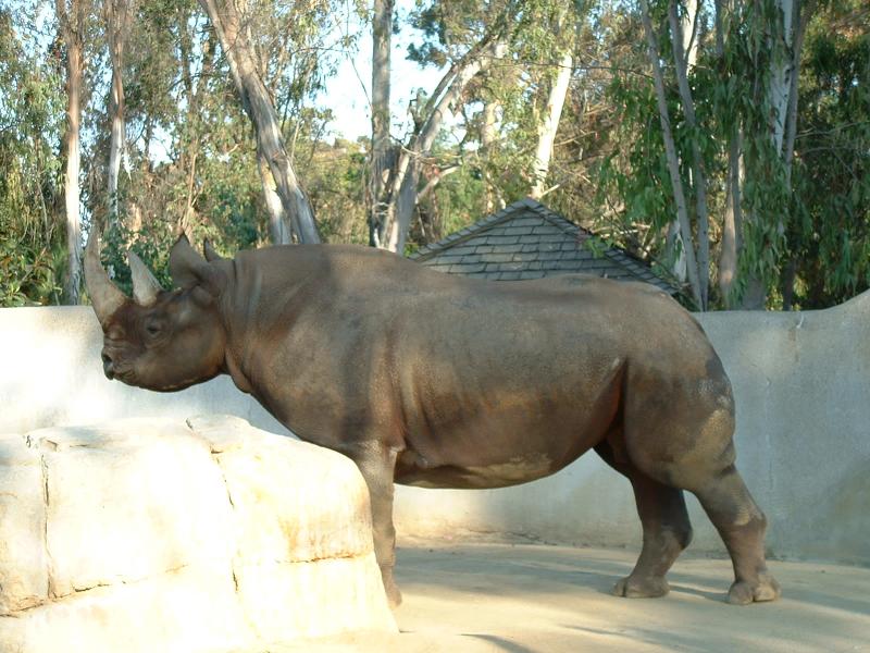 Rhinoceros - San Diego Zoo