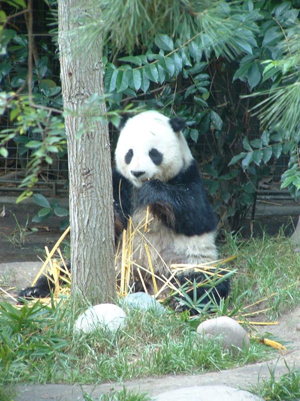 Panda Bear at the San Diego Zoo