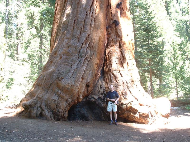 Rob in front of a Sequoia tree - in the Walk of 100 Giants.