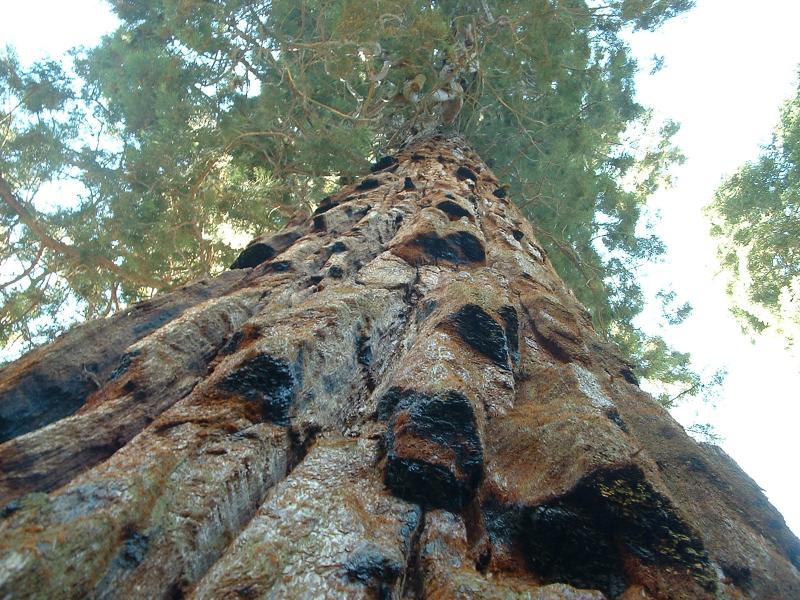 Looking up a Sequoia tree.