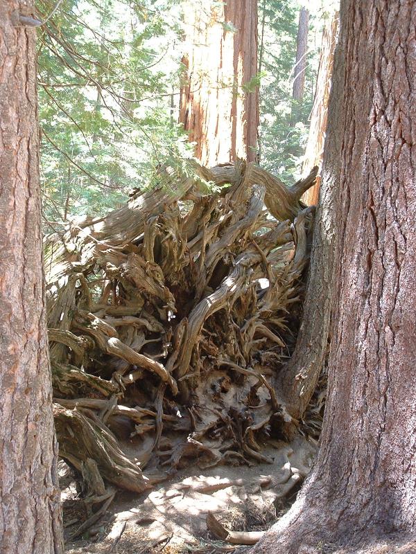 Root ball of a sequoia in the 
