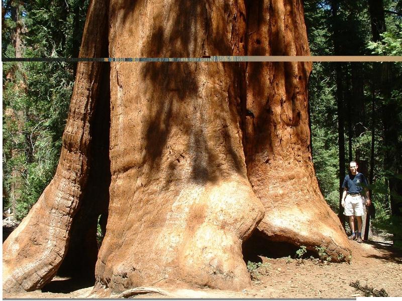 Rob next to a giant sequoia.