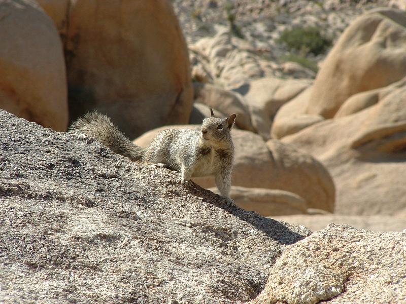 Some of the wildlife at The Joshua Tree National Park