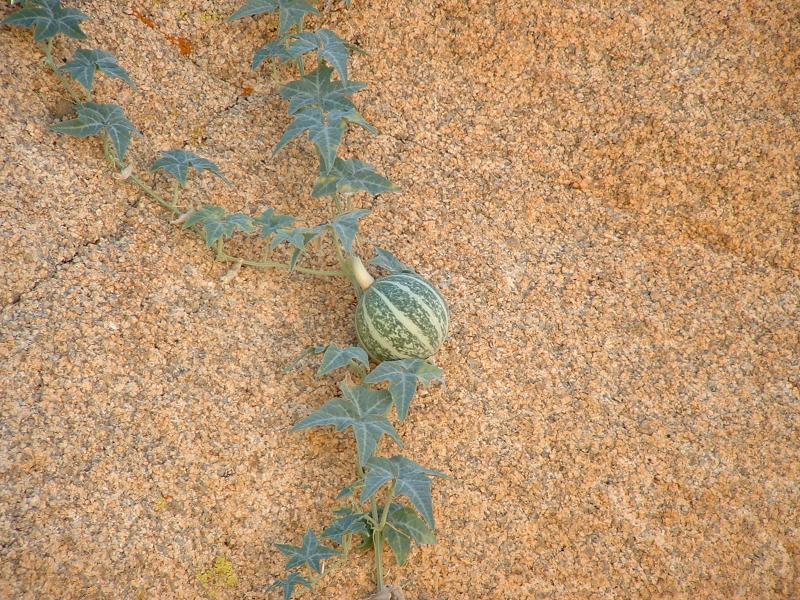 Native melon growing in Joshua Tree National Park