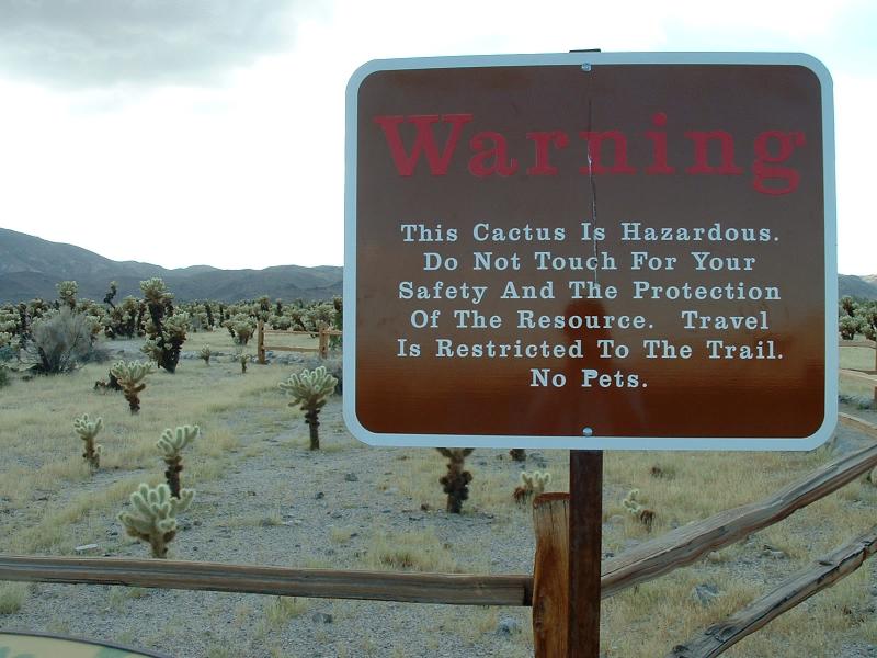These cactus can be nasty ... JTNP