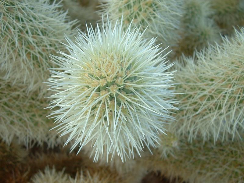 The Cholla 'look' cudly ... JTNP