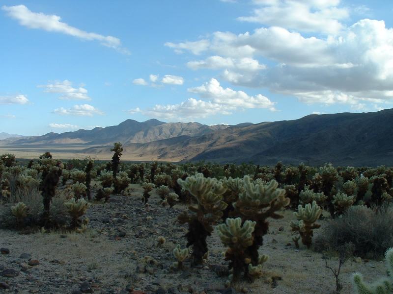 A colony of 'teddy bear cactus' in Joshua Tree National Park