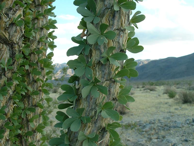Ocotillo cactus, Joshua Tree National Park