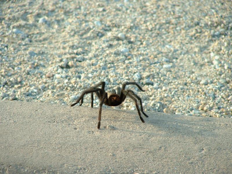 A tarantula in Joshua Tree National Park