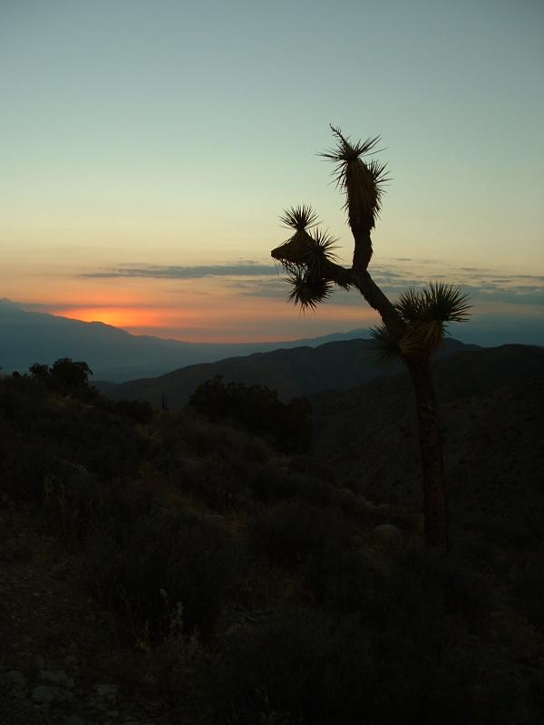 A Joshua Tree and the sunset.