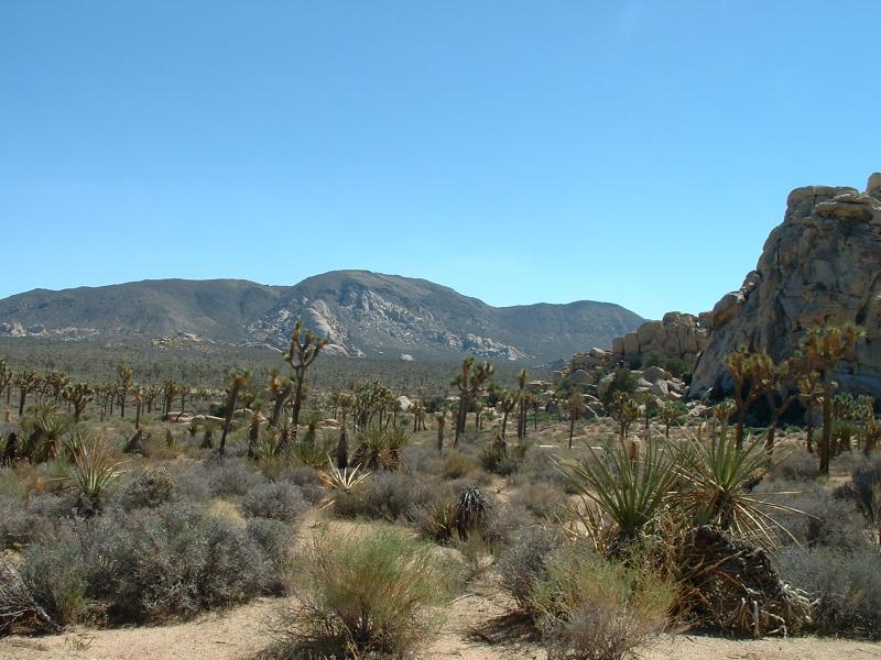 A 'forest' of Joshua Trees, JT National Park