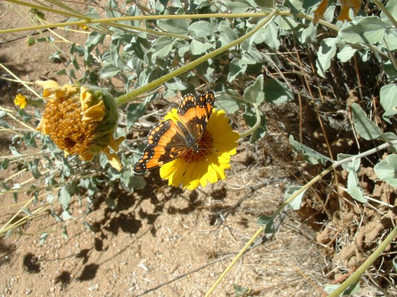 A butterfly in Hidden Valley, Joshua Tree National Park