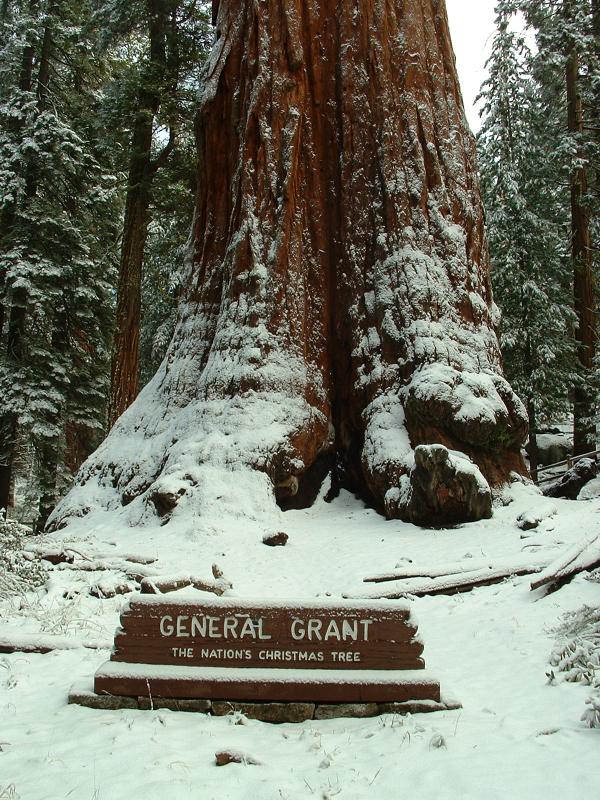 General Grant tree - 