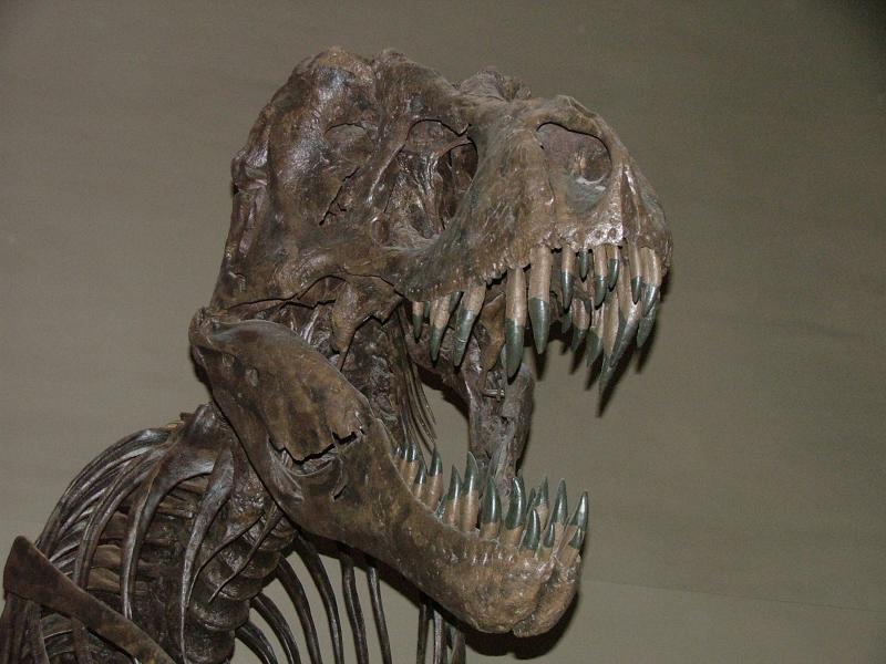 Allosaurus, Smithsonian Natural History Museum, Washington DC