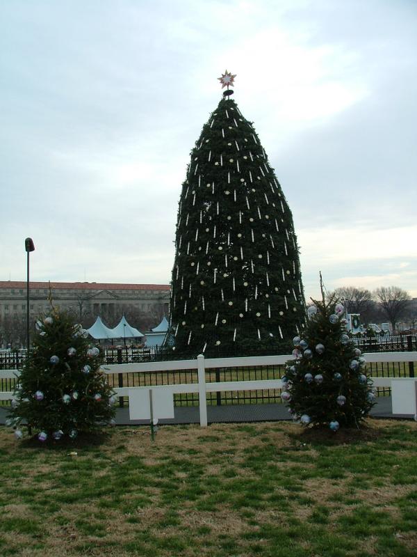 The President's Christmas Tree on the White House lawn, Washington DC