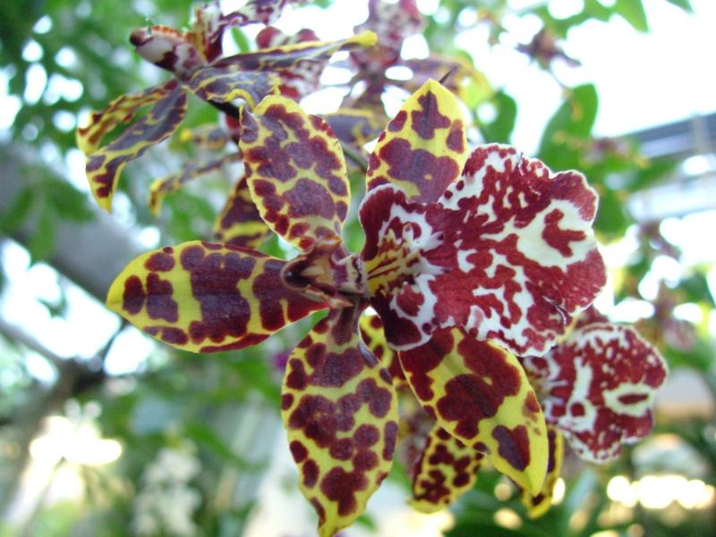 Botanical Gardens, National Mall, Washington DC