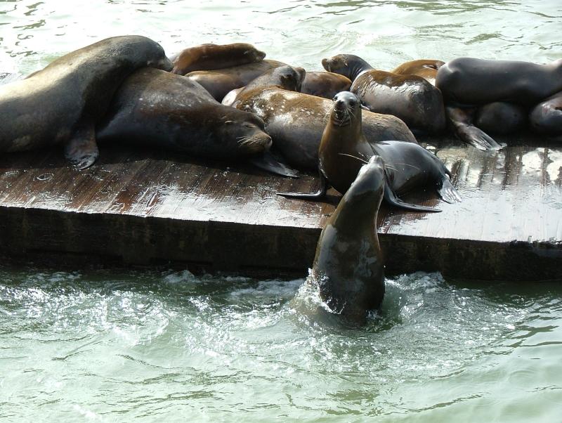 Sea Lions at Pier 39, Jo & Frances in San Francisco, California