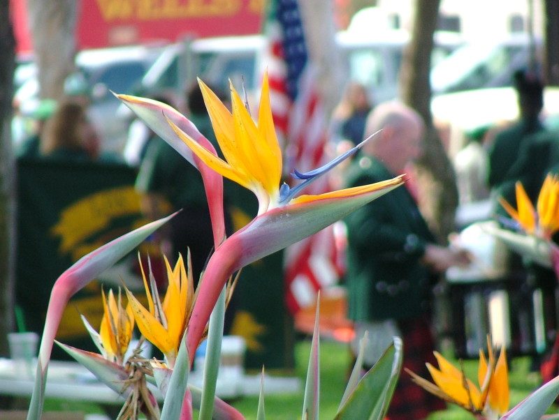 Saint Patrick's Day Parade, Hermosa Beach, California