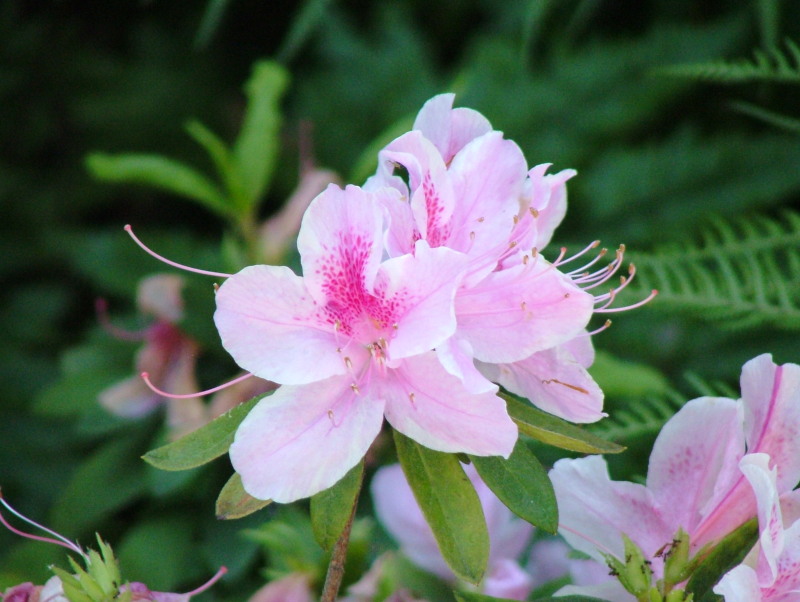 Azaleas, Torrance Community Center, California