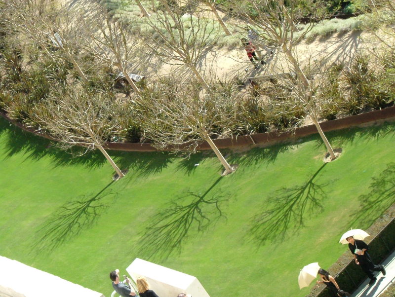 Winter trees, The Getty Center, California