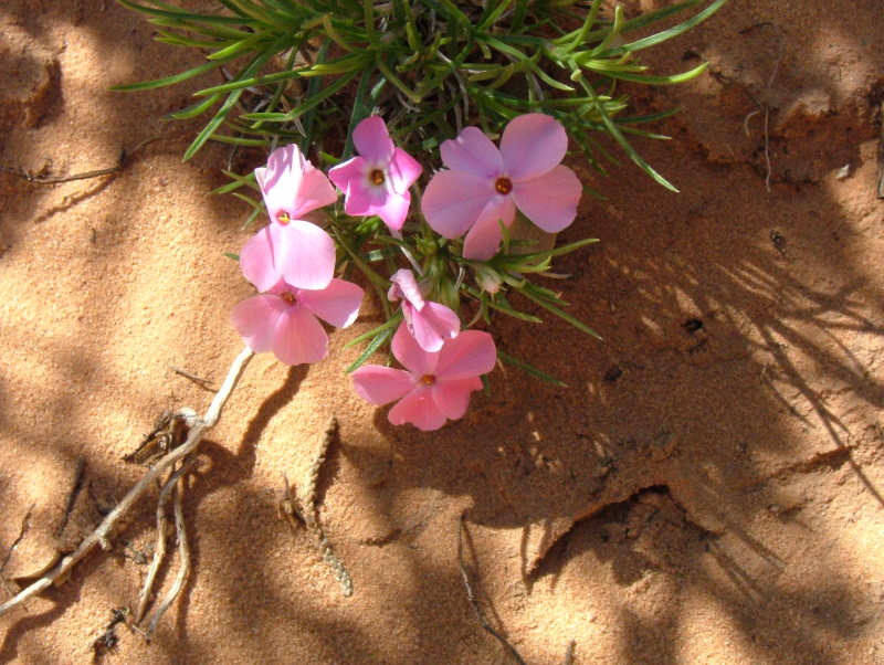 Wildflower on the Canyon Overlook Trail, Zion National Park, Utah