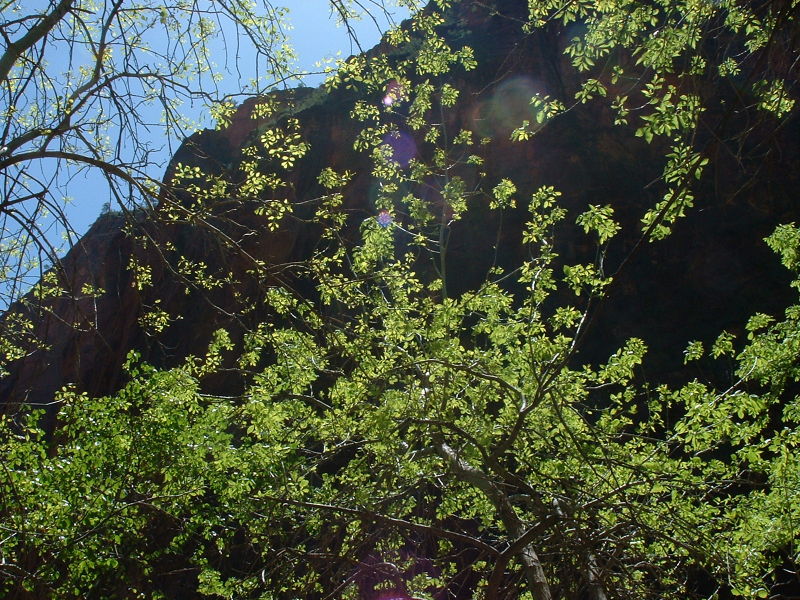 Cottonwood, Zion National Park, Utah