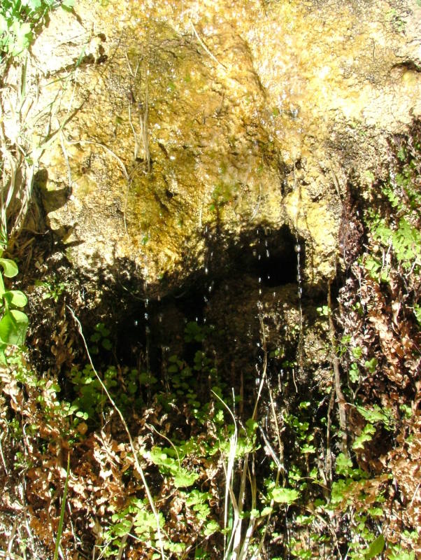 Water oozing from the rocks, Zion National Park, Utah