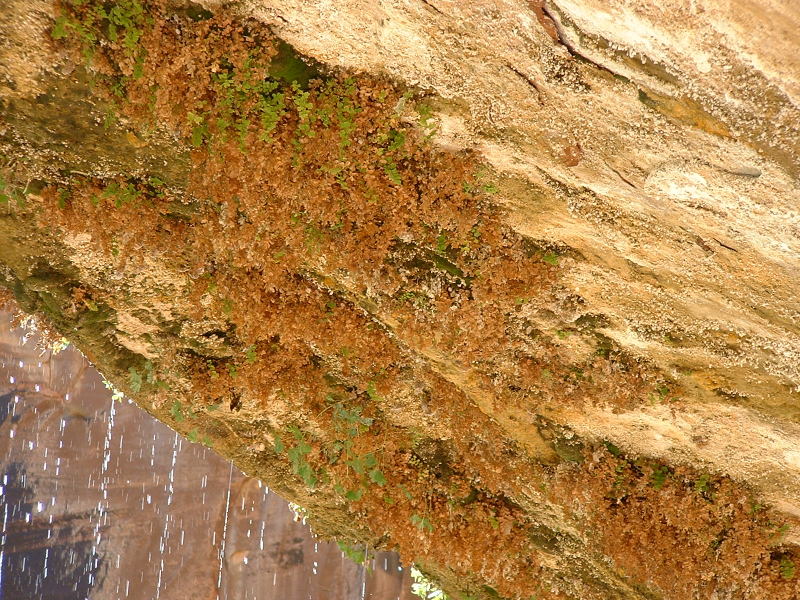 Weeping Rock, Zion National Park, Utah