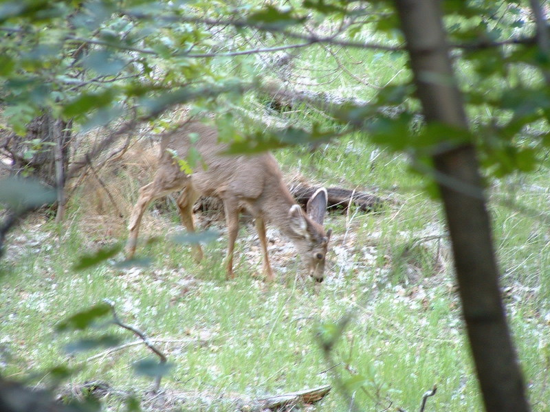 Deer seen from the Emerald Pools Trail, Zion National Park, Utah