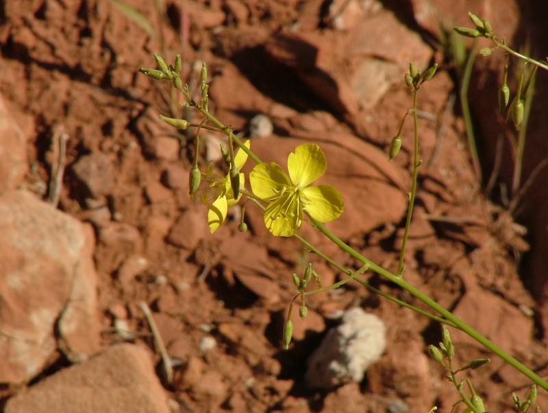 Desert Day Primrose, Zion National Park, Utah
