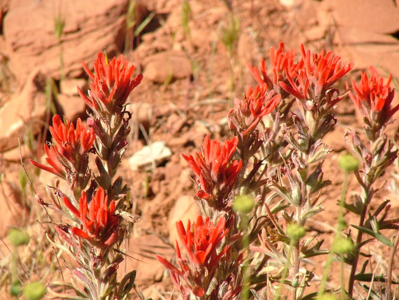 Paintbrush, Zion National Park, Utah