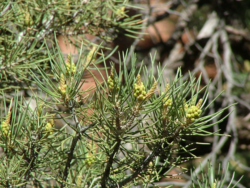 Pinyon Pine, Zion National Park, Utah