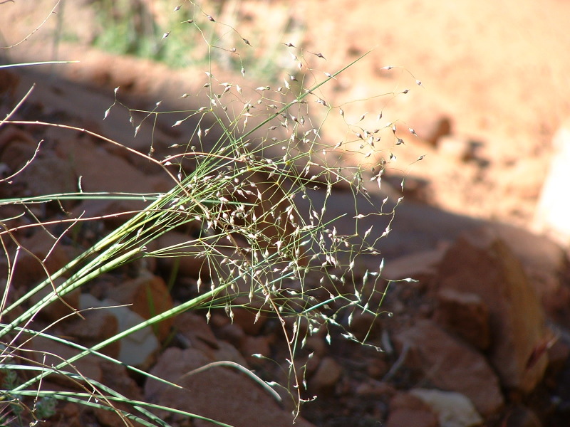 Dessert Rice, Zion National Park, Utah