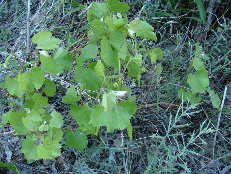 Dessert Grape, Zion National Park, Utah