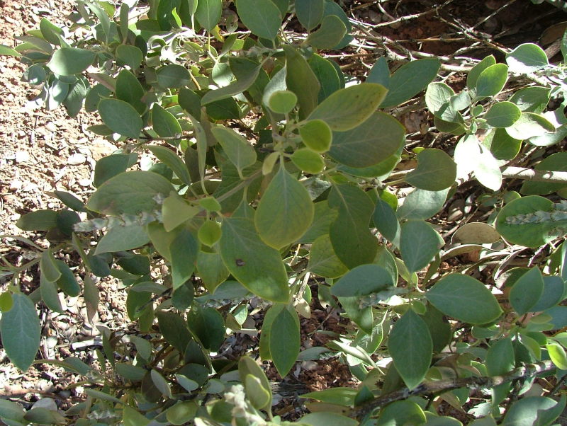 Silk Tassel Bush, Zion National Park, Utah