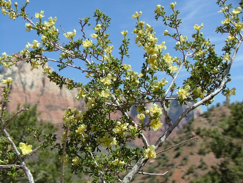 Bitter Brush, Zion National Park, Utah