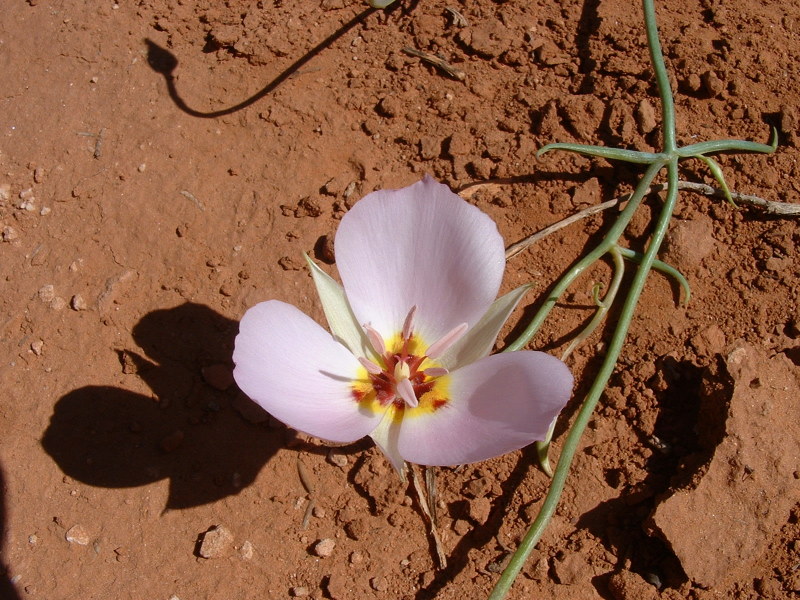 Sego lily, Zion National Park, Utah