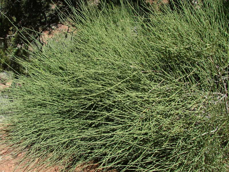 Indian or Mormon Tea, Zion National Park, Utah