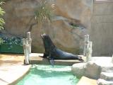 Sea lion, wegeforth bowl, San Diego Zoo