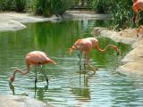 Flamingos - San Diego Zoo