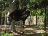 Okapi - San Diego Zoo