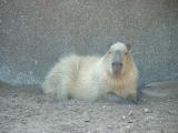 Takin at the San Diego Zoo