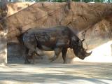 Rhinoceros - San Diego Zoo